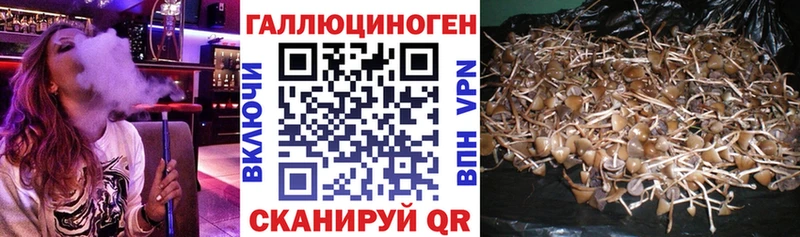 закладки  Северская  Галлюциногенные грибы Psilocybine cubensis 
