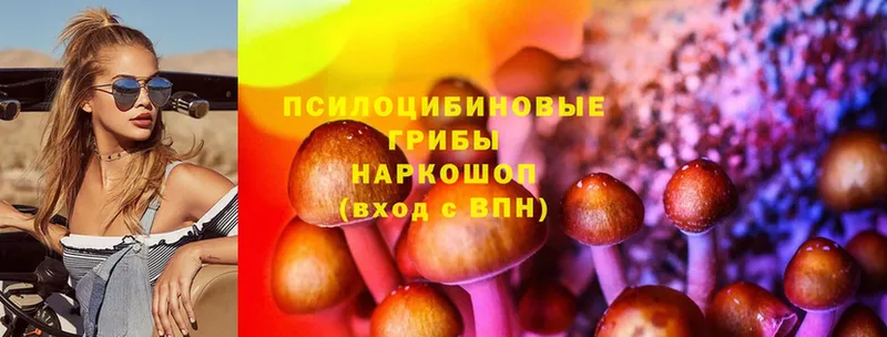 Галлюциногенные грибы Cubensis Северская